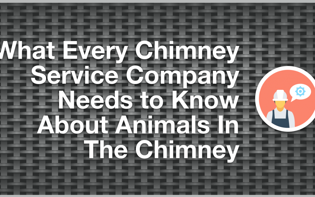 What Every Chimney Survive Company Needs to Know About Animals In The Chimney